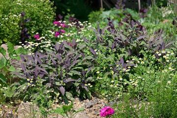 Chamomila, Kräutergarten, Mixture (Mix), Salvia officinalis Purpurea, Salvia officinalis, Spice plant