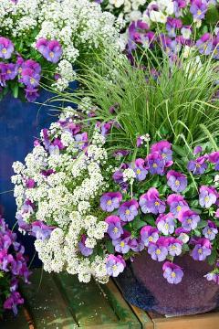 annuals mix, annuals, Juncus (Genus), madwort (Genus), Plant container with Summer Flowers, Plant container «Accessories in the Garden», violet (Genus)
