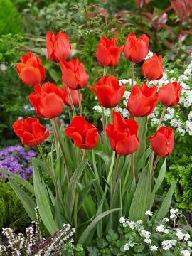 Frühlingsblüher, Tulipa (Genus), Tulipa albertii