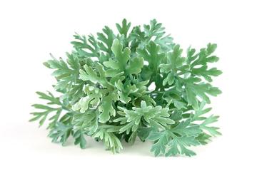 Artemisia absinthium, Gewürzpflanze, Simply White Serie