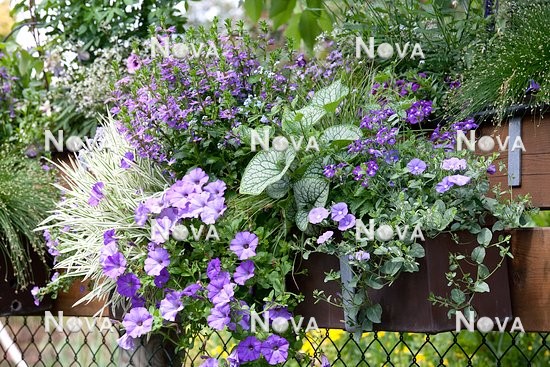 N1512599 Balcony planter with Holcus mollis Variegatus, Scaevola Blue Fountain, Petunia, Brunnera macrophylla Jack Frost