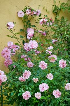 Rosa rubiginosa, Rosen, Rosenblüte, Rosengarten, Stimmung
