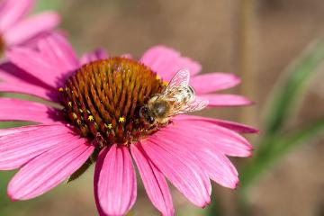 Biene, Bienennährpflanze, Echinacea (Genus), Lifestyle, Schmetterlingnährpflanze, Stimmungsbild