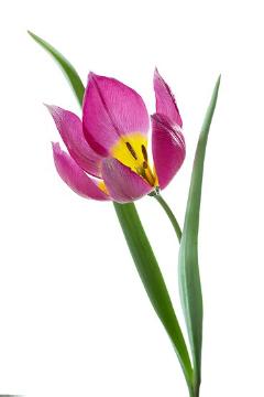 Frühlingsblüher, Simply White Serie, Stimmungsbild mit Tulpen, Trend und Stil, Tulipa (Genus), Tulipa humilis