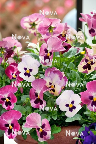 N1513517 Viola WonderFall ™ Rose Shades with Face
