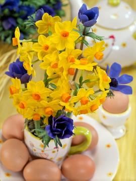 Anemone coronaria, Bunch-Flowered Narcissus, decoration, Springtime, Tischdekoration
