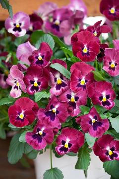 annuals, violet (Genus)