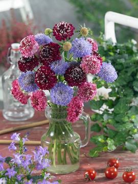 flower vase, pincushions (Genus), Scabiosa atropurpurea, Schnittblume
