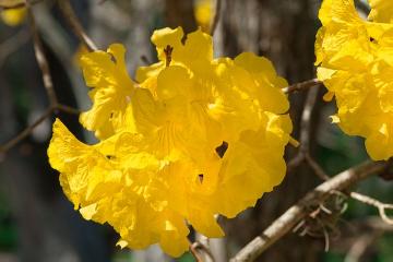 Einzelblüte, Laubgehölz, Tabebuia (Genus)