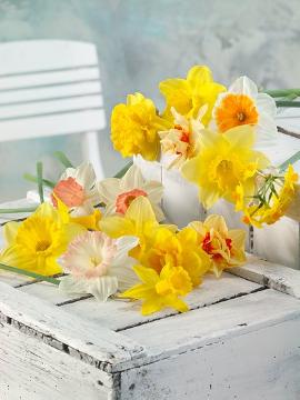 daffodil (Genus), decoration, Frühlingsbote, Frühlingsstimmung, Mixture (Mix), Springtime