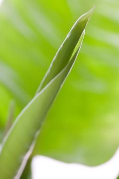 Philodendron (Genus), Stimmungsbild, Trend und Stil, Zimmerpflanze