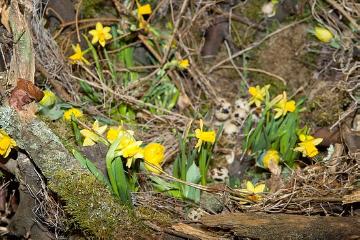 arrangement, daffodil (Genus), Easter, egg, Floristry, spray