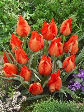 Blumenzwiebel, Frühlingsblüher, Frühlingsbote, Tulipa (Genus), Tulipa albertii
