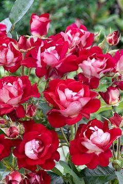Rosa Grandiflora