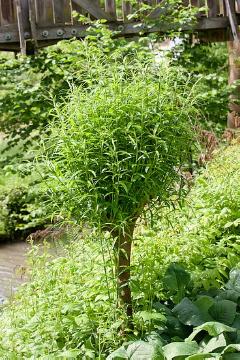 Salix (Genus), Shrubs and Palms