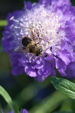 Biene, Mehrjährige Pflanze, Scabiosa (Genus)