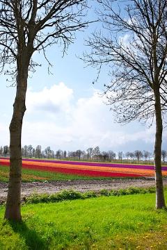 Blick in die Landschaft, Blumenzwiebel, Tulipa (Genus), Tulpenfeld