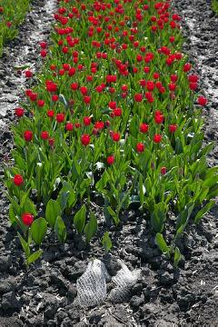 Blumenzwiebel, Kulturfläche, Pflanzenproduktion, Tulipa (Genus), Tulpenfeld