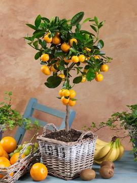 basket, Citrus madurensis, Dwarf fruit, long stemmed, Zimmerpflanze