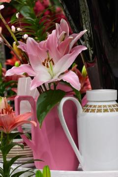 Frühlingsstimmung, Kaffeekanne, Lilium (Genus), Tischdekoration
