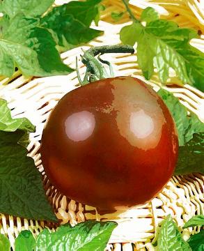 Aquarell, Solanum lycopersicum, Vintage