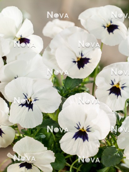 N1515262 Viola x wittrockiana Grandessa white with Eye
