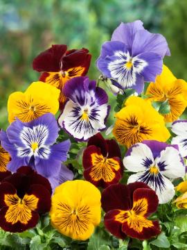 annuals, Mixture (Mix), Viola x wittrockiana, violet (Genus)
