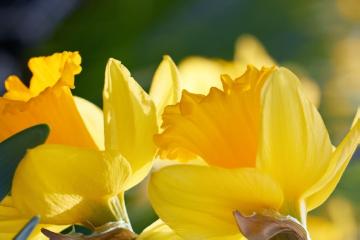 Blumenzwiebel, Frühling, Frühlingsblüher, Frühlingsstimmung, Narcissus (Genus), Narcissus Trumpet, Stimmungsbild