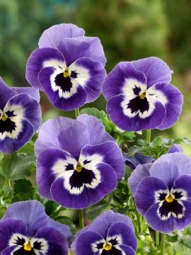 annuals, Viola x wittrockiana, violet (Genus)