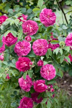 Rosa gallica, Strauchrose