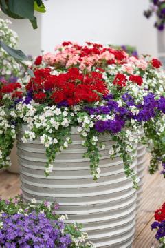 annuals mix, annuals, Plant container with Summer Flowers, Plant container «Accessories in the Garden», Sutera (Genus), vervain (Genus)