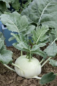Blattgemüse, Brassica (Genus), turnip cabbage