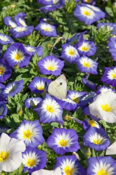 annuals, Butterfly, Convolvulus tricolor, Field Bindweed (Genus), Mixture (Mix)