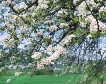 blühender Baum, Blüte, Frühling, Pyrus communis