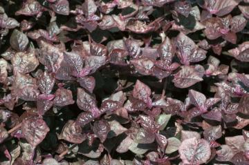 annuals, bloodleaf (Genus), Iresine herbstii