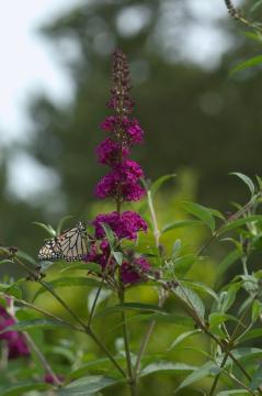 Butterfly, Summer lilac «butterflybush (Genus)»