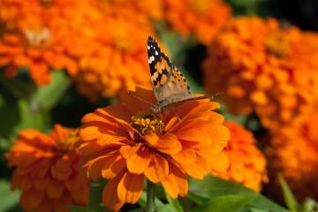 annuals, atmosphere, Butterfly, Insect, Zinnia (Genus), Zinnia elegans
