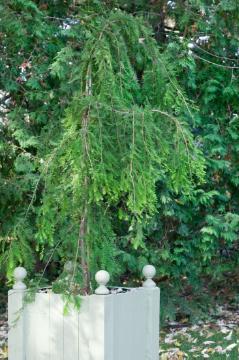 Conifer, European Larch, Holztrog, Larix (Genus), Plant container «Accessories in the Garden»