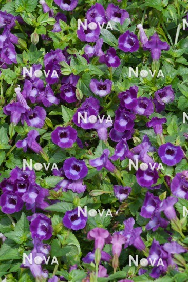 N1516312 Torenia Summer Wave Large Violet