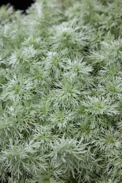 Artemisia (Genus), Artemisia schmidtiana, Blattschmuckpflanze, Perennials «perennials»