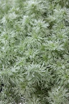 Artemisia (Genus), Artemisia schmidtiana, Blattschmuckpflanze, Perennials «perennials»