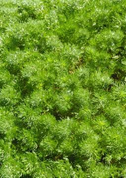 Artemisia (Genus), Blattschmuckpflanze, Perennials «perennials»