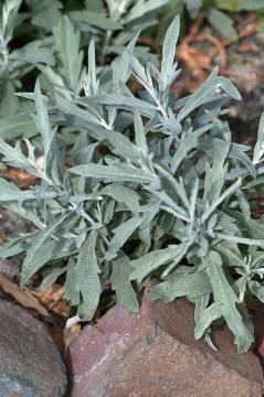 Artemisia (Genus), Artemisia ludoviciana, Blattschmuckpflanze, Perennials «perennials»