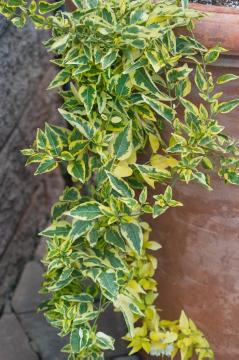 Laubgehölz, Solanum (Genus), Solanum jasminoides