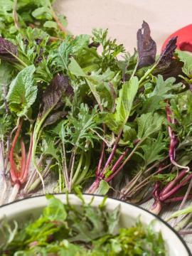 asia salad mix, Brassica rapa subsp. nipposinica var. chinoleifera, Brassica rapa subsp. nipposinica, Gesunde Ernährung, Lactuca sativa