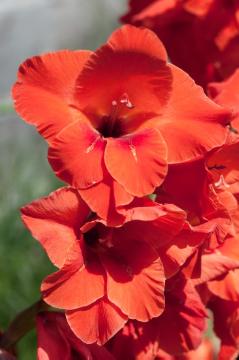 Blumenzwiebel, Gladiolus (Genus)