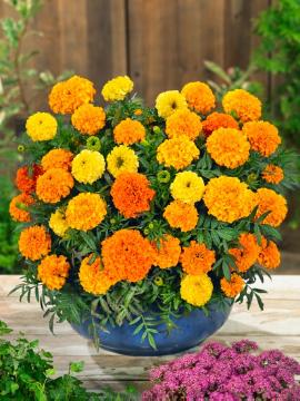 annuals, Mixture (Mix), Plant container «Accessories in the Garden», Pot, Tagetes (Genus), Tagetes erecta
