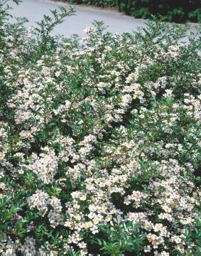 Bodendeckerrose, Rosa (Genus), Vorgarten