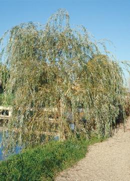 Salix (Genus), Salix x sepulcralis Chrysocoma, white willow