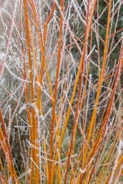 glazed frost, white willow, Winter impression, Winter